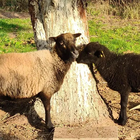 Storchennest Mit Eigenem Hof, Spielwiese Und Terrasse 公寓