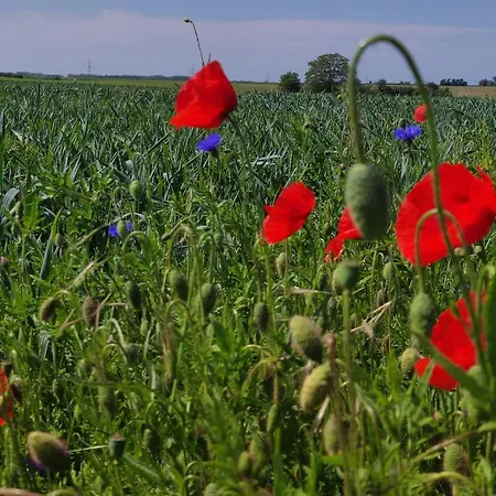 Storchennest Mit Eigenem Hof, Spielwiese Und Terrasse Διαμέρισμα *
