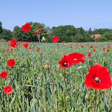 Apartamento Storchennest Mit Eigenem Hof, Spielwiese Und Terrasse