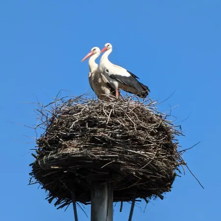 Storchennest Mit Eigenem Hof, Spielwiese Und Terrasse 公寓 *