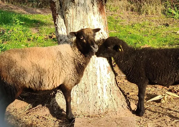 Storchennest Mit Eigenem Hof, Spielwiese Und Terrasse شقة