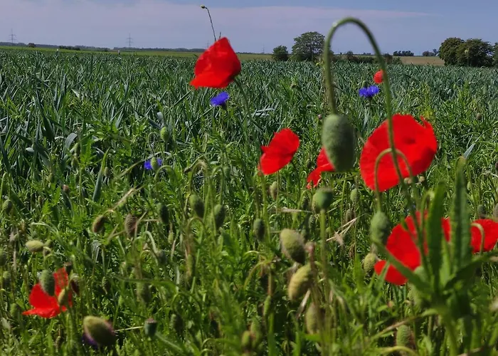 Storchennest Mit Eigenem Hof, Spielwiese Und Terrasse Apartamento *
