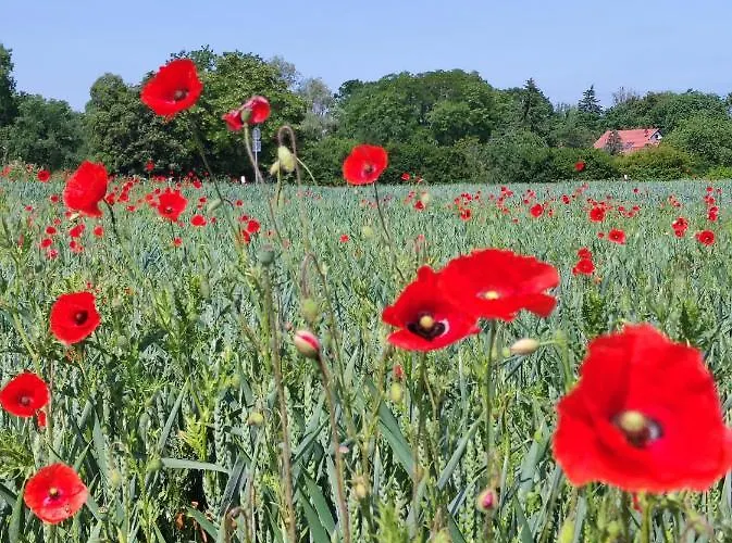 Apartamento Storchennest Mit Eigenem Hof, Spielwiese Und Terrasse