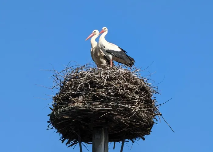 Storchennest Mit Eigenem Hof, Spielwiese Und Terrasse Apartamento *